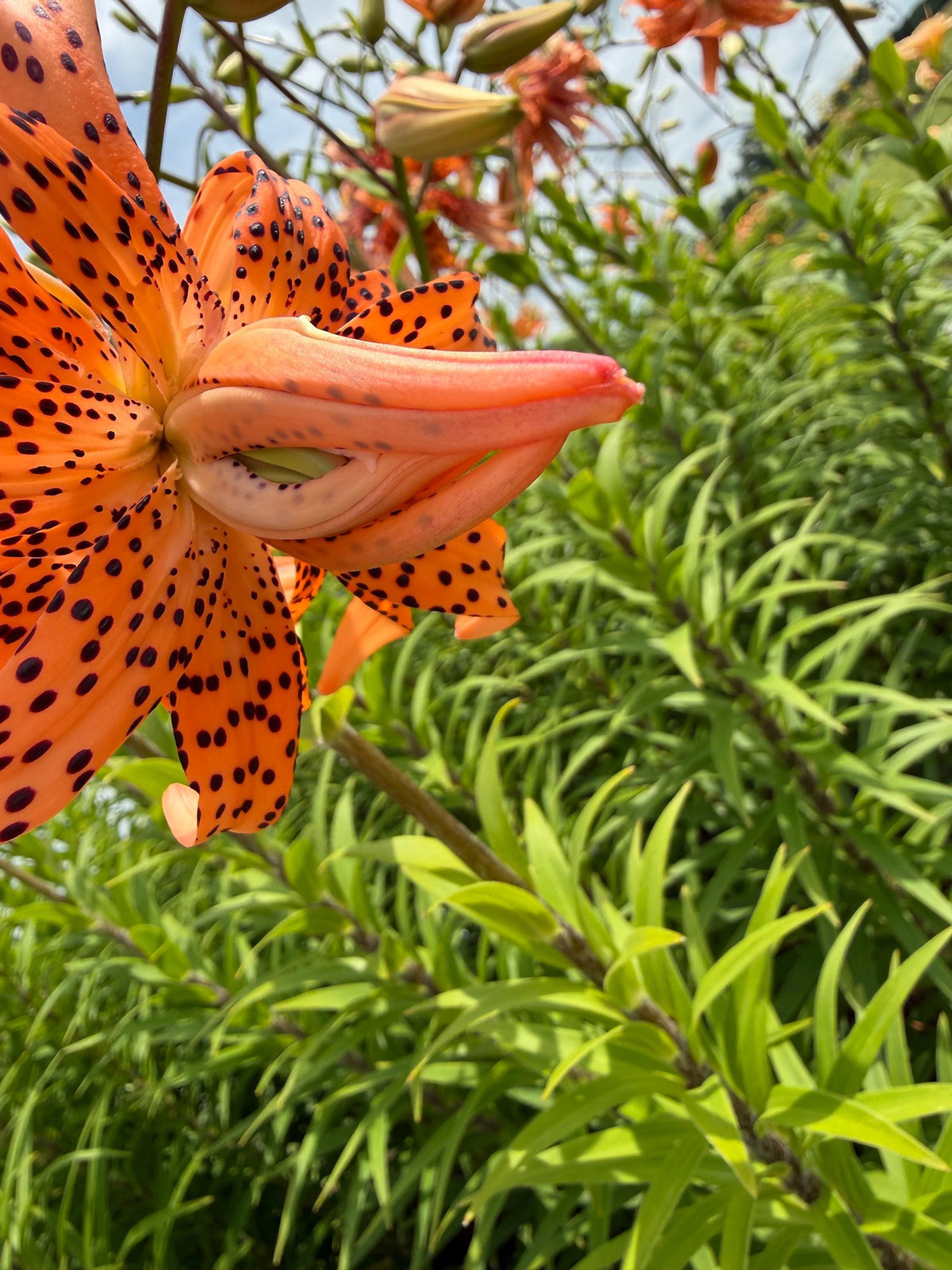 Orange Double Bloom Tiger Lily – 1 Live Bulb | Unique Spotted Blooms