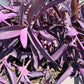 Purple Heart Plant – 3 Fresh Cuttings | Vibrant Purple Foliage