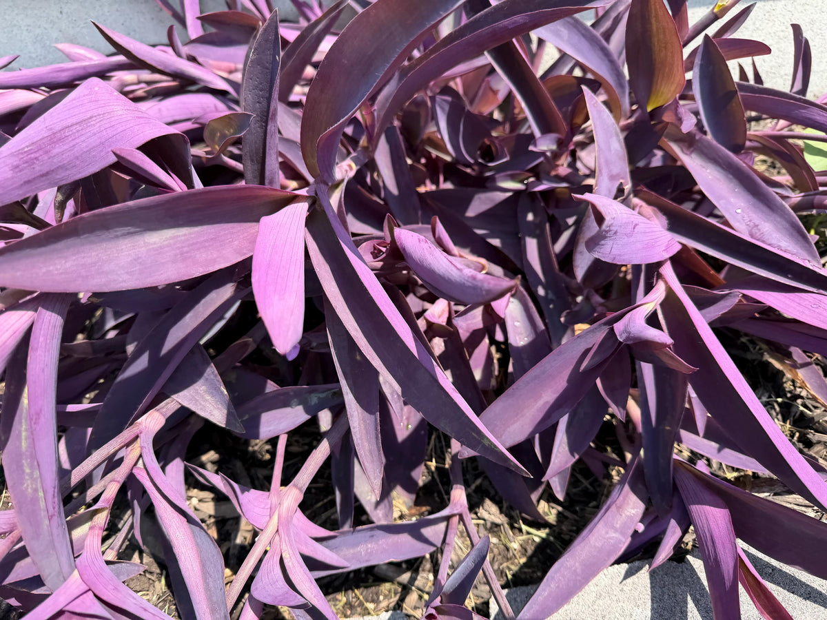 Purple Heart Plant – 3 Fresh Cuttings | Vibrant Purple Foliage
