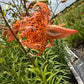 Orange Double Bloom Tiger Lily – 1 Live Bulb | Unique Spotted Blooms