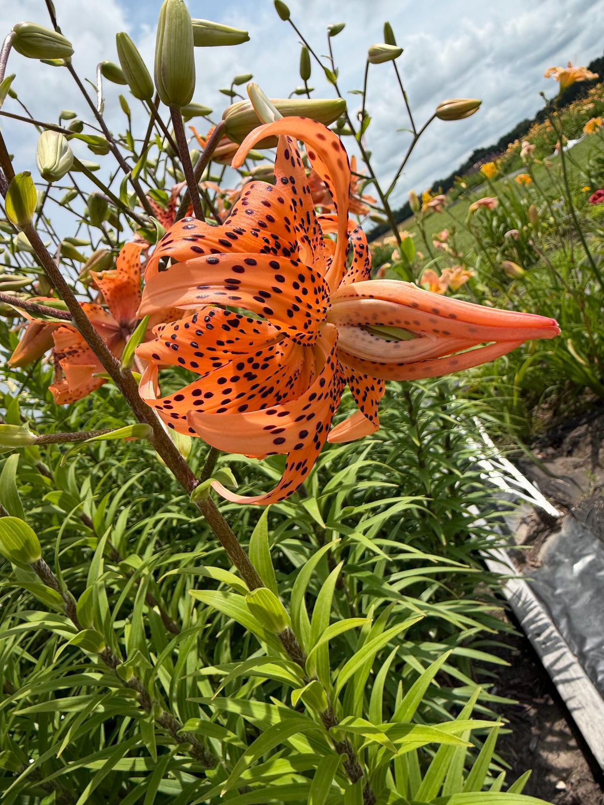 Orange Double Bloom Tiger Lily – 1 Live Bulb | Unique Spotted Blooms