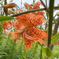 Orange Double Bloom Tiger Lily – 1 Live Bulb | Unique Spotted Blooms