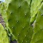 Giant Tree-Form Prickly Pear Cactus – Live Rooted Plant