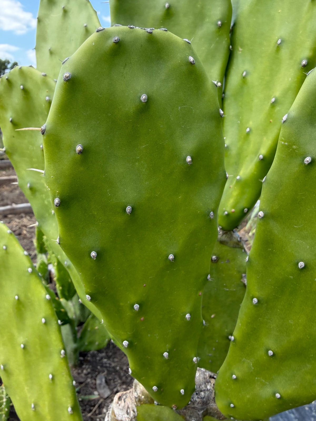 Giant Tree-Form Prickly Pear Cactus – Live Rooted Plant