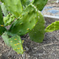 Giant Tree-Form Prickly Pear Cactus – Live Rooted Plant