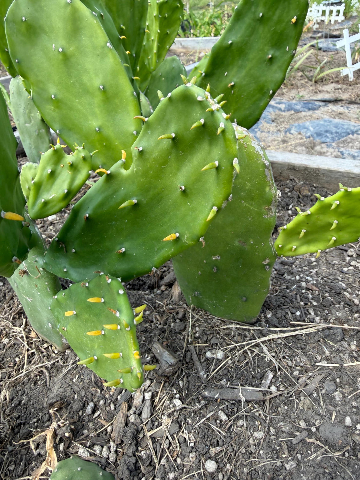 Giant Tree-Form Prickly Pear Cactus – Live Rooted Plant