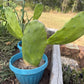 Giant Tree-Form Prickly Pear Cactus – Live Rooted Plant