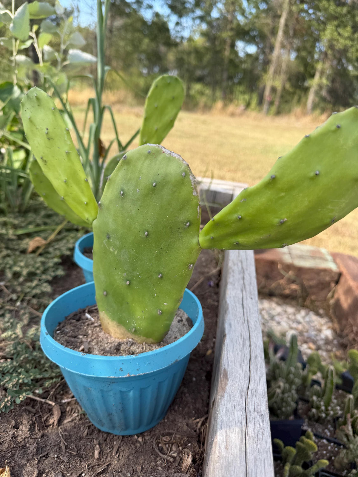 Giant Tree-Form Prickly Pear Cactus – Live Rooted Plant