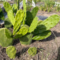 Giant Tree-Form Prickly Pear Cactus – Live Rooted Plant