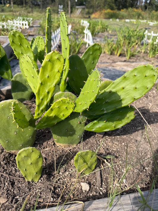 Giant Tree-Form Prickly Pear Cactus – Live Rooted Plant