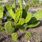 Giant Tree-Form Prickly Pear Cactus – Live Rooted Plant