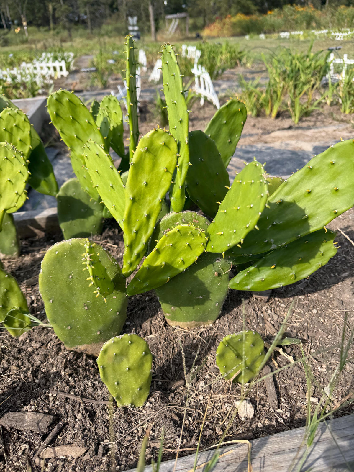 Giant Tree-Form Prickly Pear Cactus – Live Rooted Plant