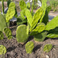 Giant Tree-Form Prickly Pear Cactus – Live Rooted Plant