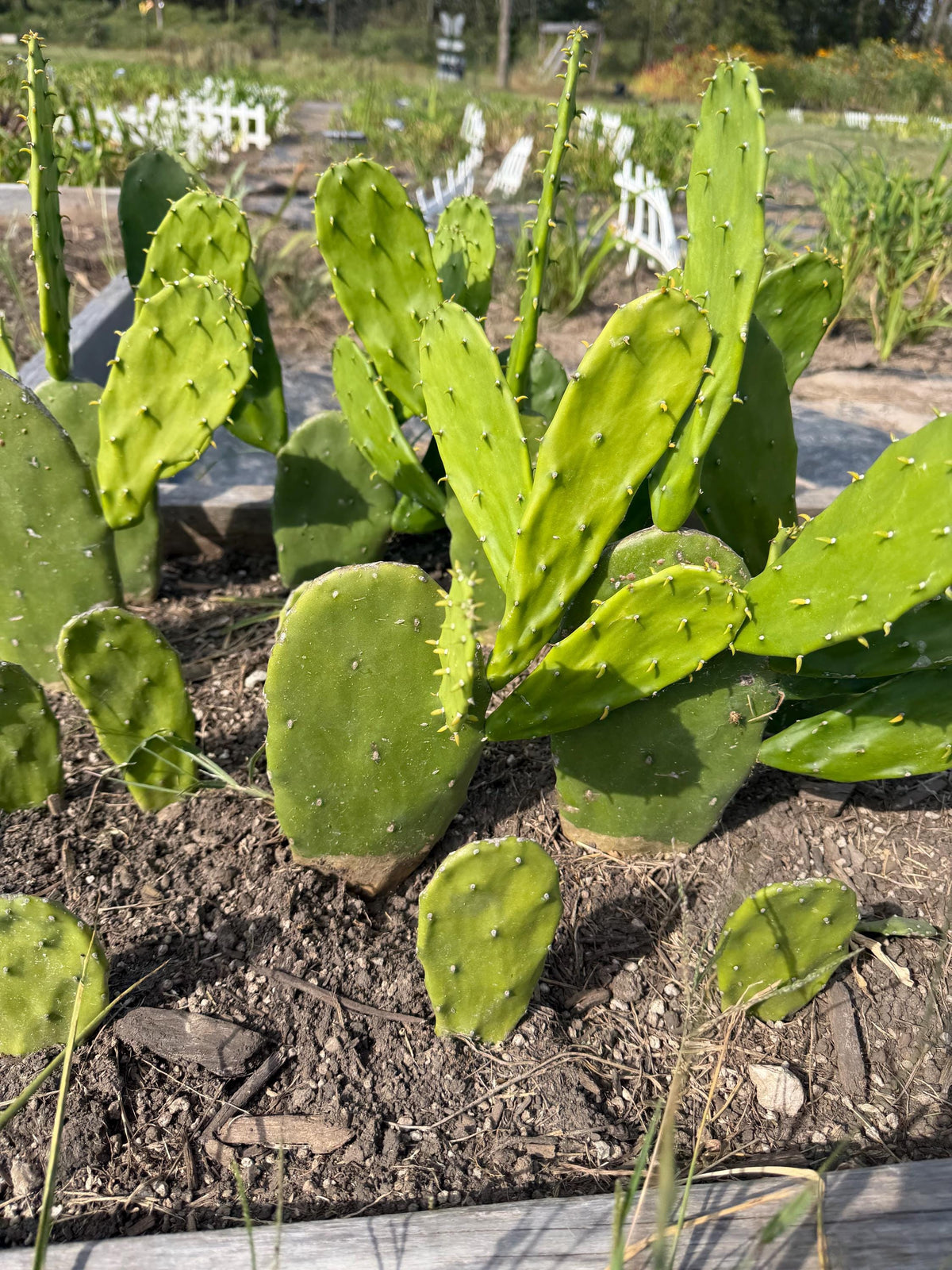 Giant Tree-Form Prickly Pear Cactus – Live Rooted Plant