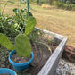 Giant Tree-Form Prickly Pear Cactus – Live Rooted Plant