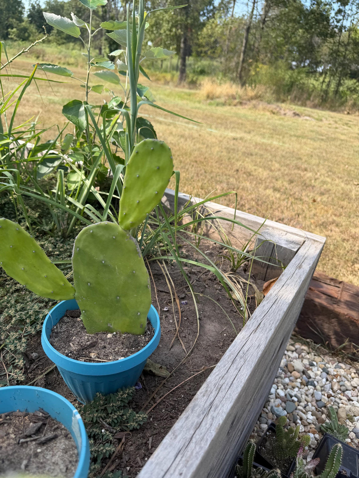 Giant Tree-Form Prickly Pear Cactus – Live Rooted Plant