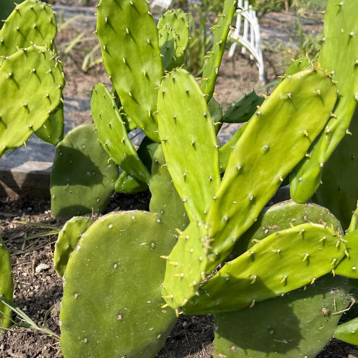 Giant Tree-Form Prickly Pear Cactus – Live Rooted Plant