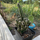 Fairy Castle Cactus: Easy Care Houseplant (8-14" Tall, Ships Bare Root)