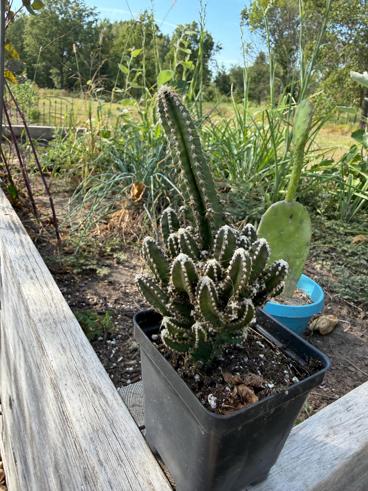 Fairy Castle Cactus: Easy Care Houseplant (8-14" Tall, Ships Bare Root)