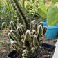 Fairy Castle Cactus: Easy Care Houseplant (8-14" Tall, Ships Bare Root)