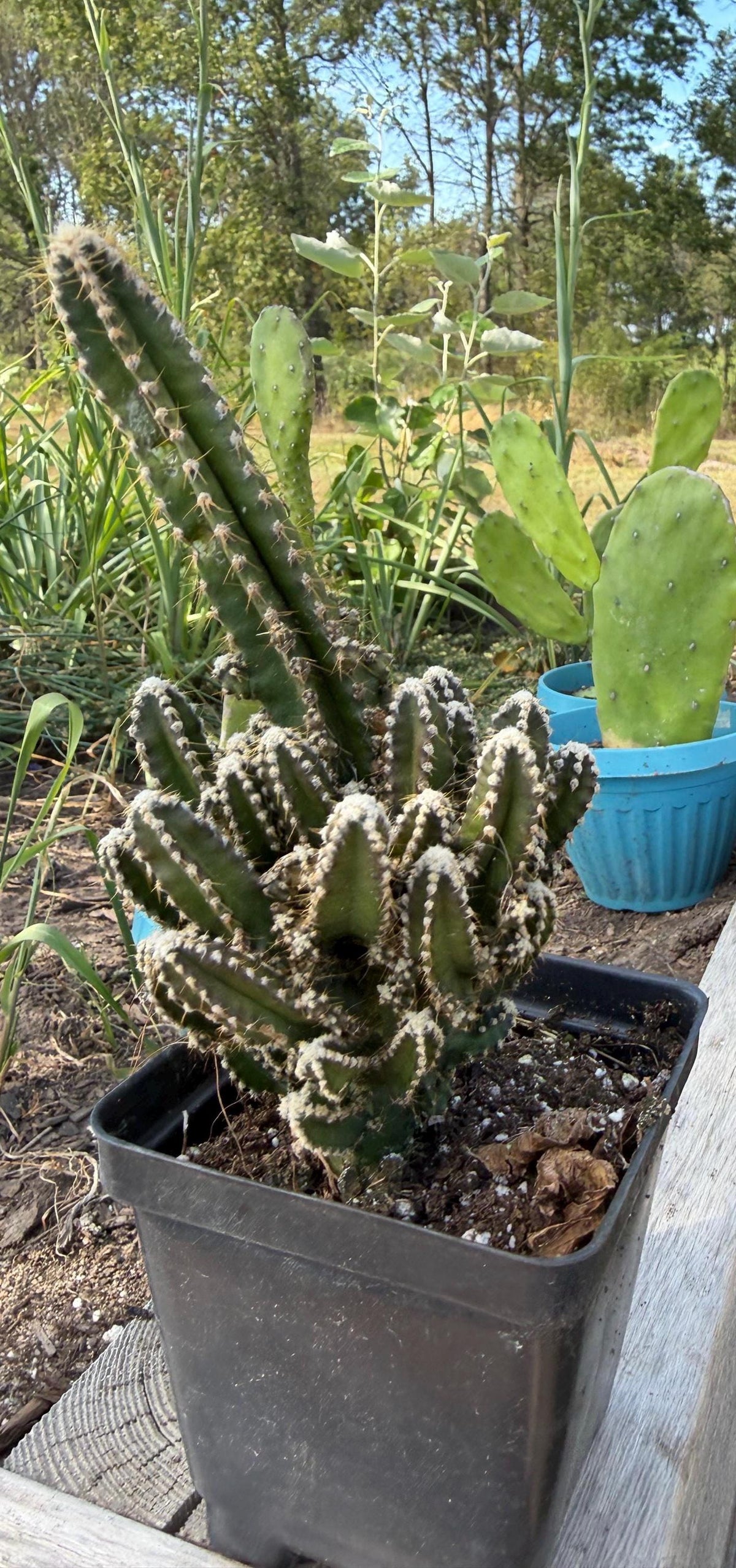 Fairy Castle Cactus: Easy Care Houseplant (8-14" Tall, Ships Bare Root)