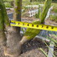 Giant Tree-Form Prickly Pear Cactus – Live Rooted Plant
