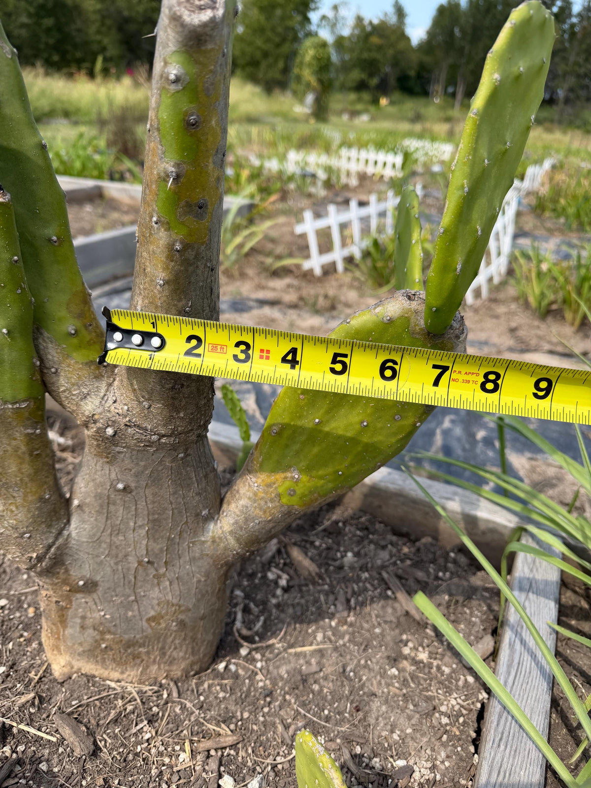 Giant Tree-Form Prickly Pear Cactus – Live Rooted Plant