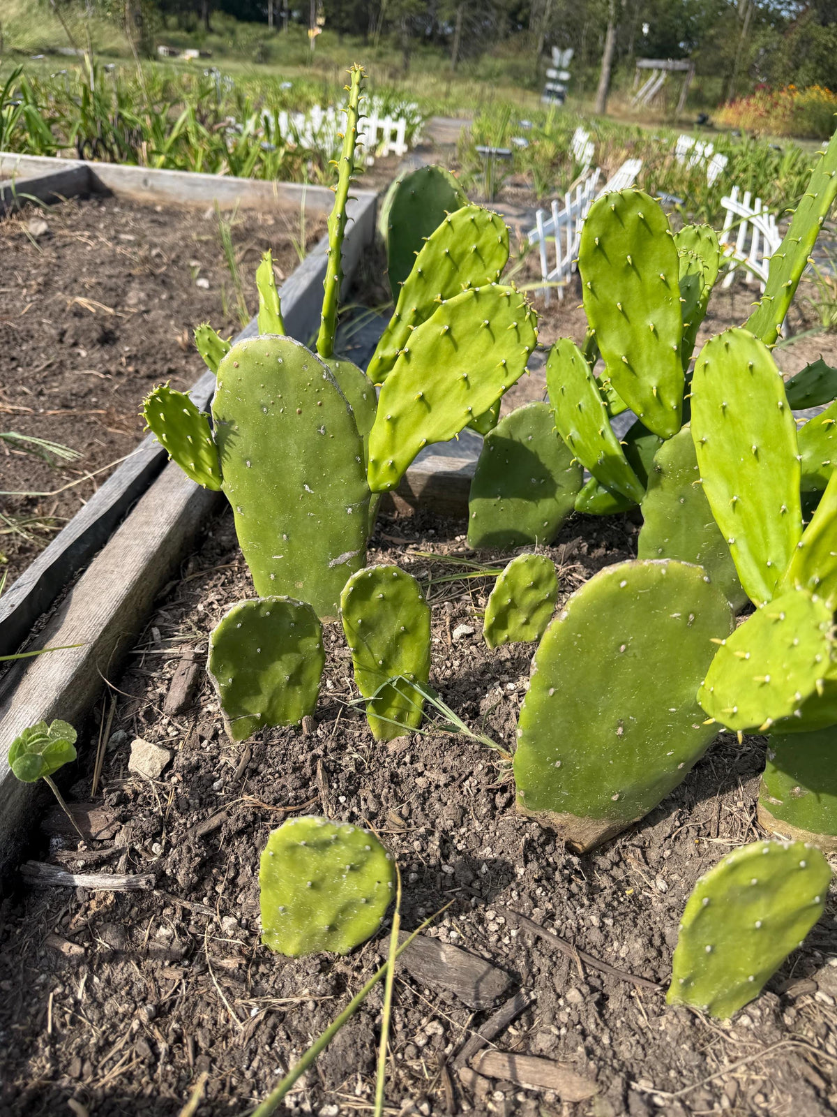 Giant Tree-Form Prickly Pear Cactus – Live Rooted Plant