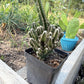 Fairy Castle Cactus: Easy Care Houseplant (8-14" Tall, Ships Bare Root)