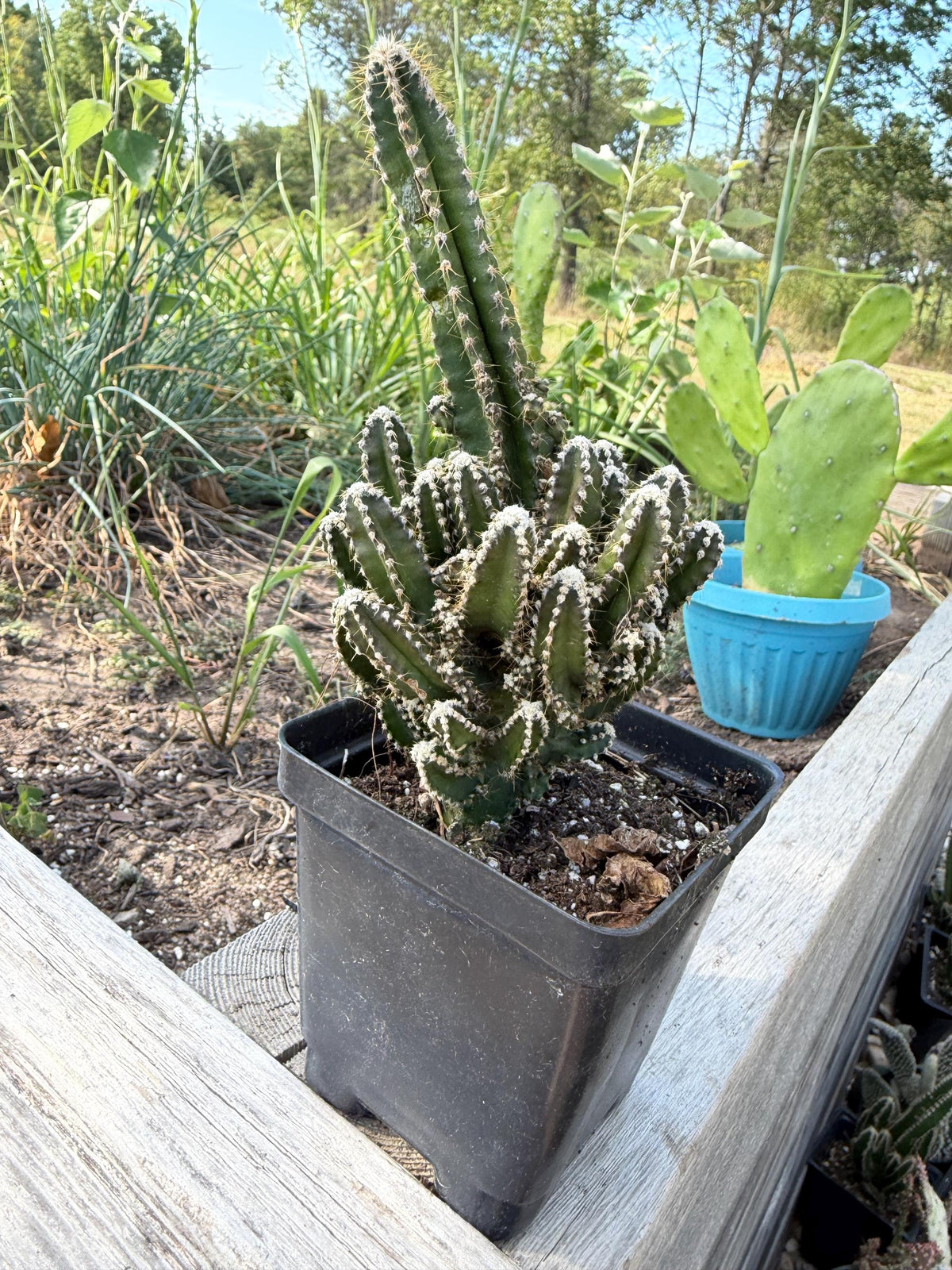 Fairy Castle Cactus: Easy Care Houseplant (8-14" Tall, Ships Bare Root)