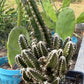 Fairy Castle Cactus: Easy Care Houseplant (8-14" Tall, Ships Bare Root)