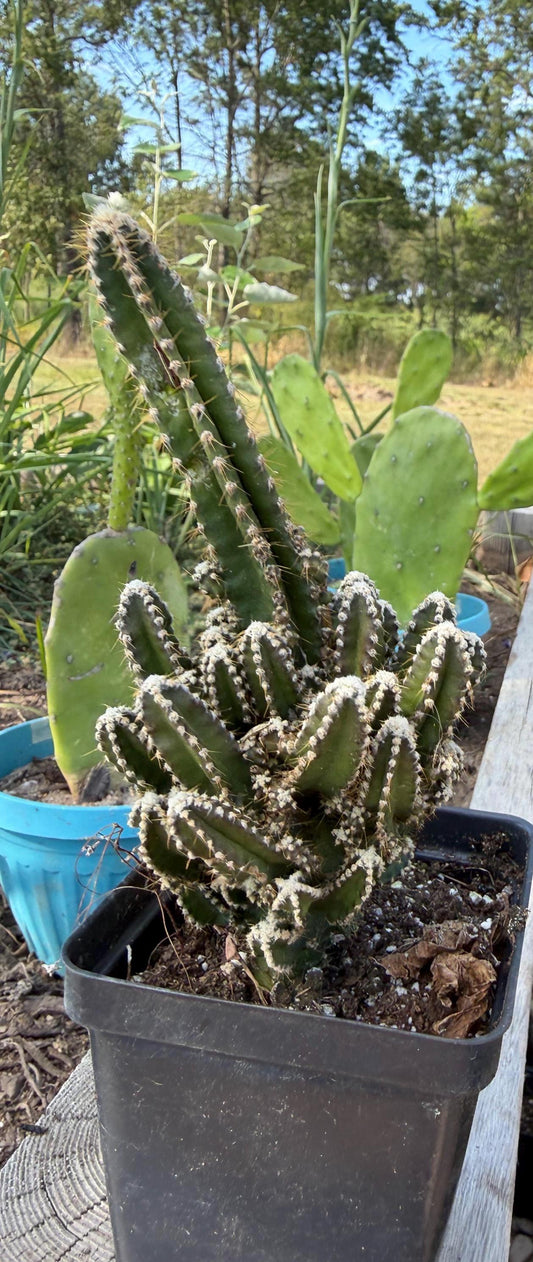 Fairy Castle Cactus: Easy Care Houseplant (8-14" Tall, Ships Bare Root)