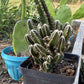 Fairy Castle Cactus: Easy Care Houseplant (8-14" Tall, Ships Bare Root)
