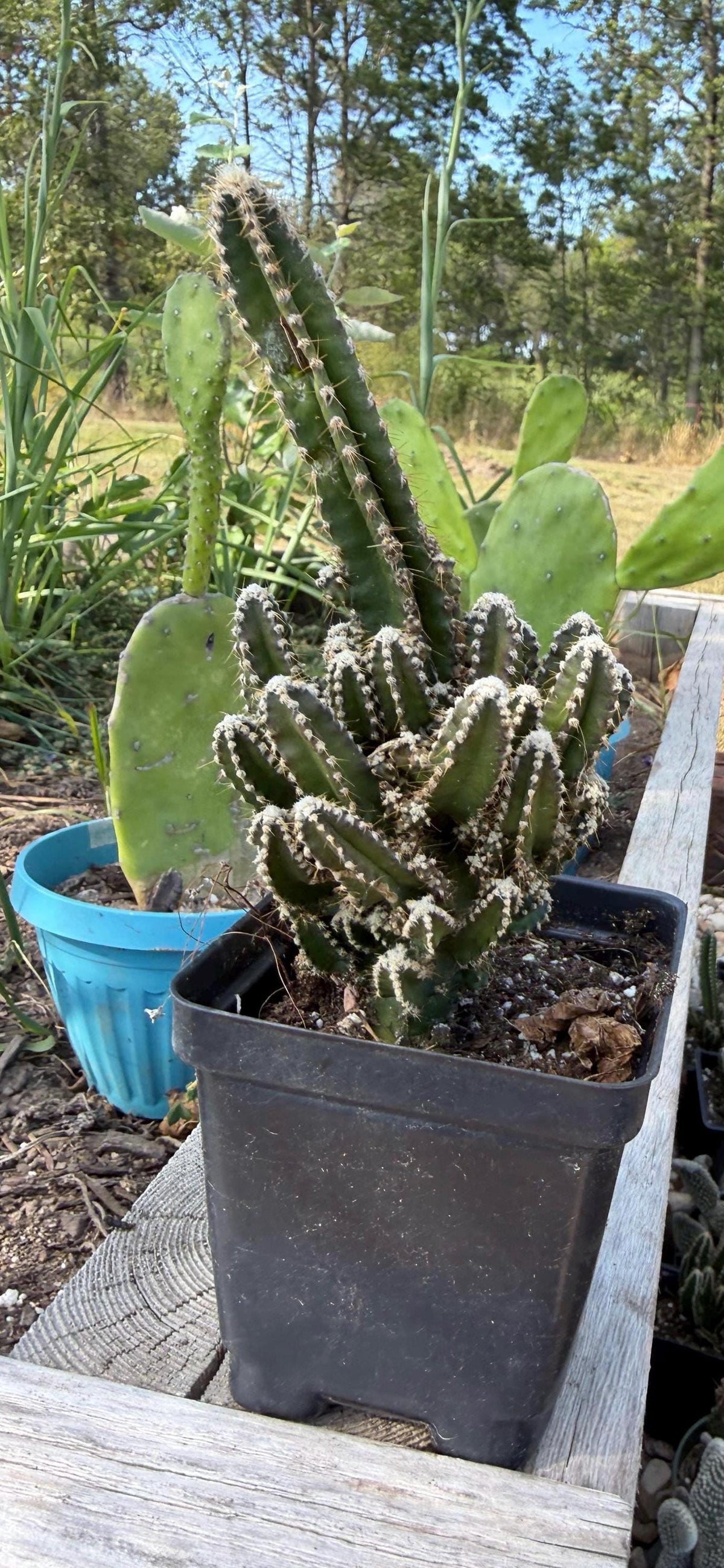 Fairy Castle Cactus: Easy Care Houseplant (8-14" Tall, Ships Bare Root)