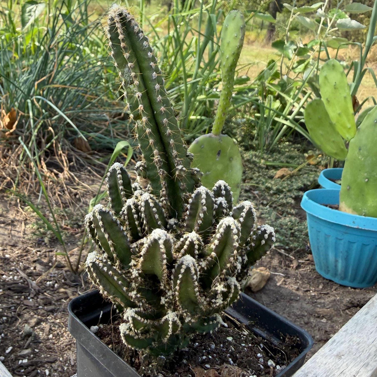 Fairy Castle Cactus: Easy Care Houseplant (8-14" Tall, Ships Bare Root)